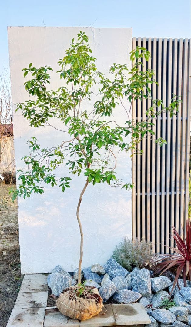 超逸品。山採りアセビ2.5M(鉢底から)品番A