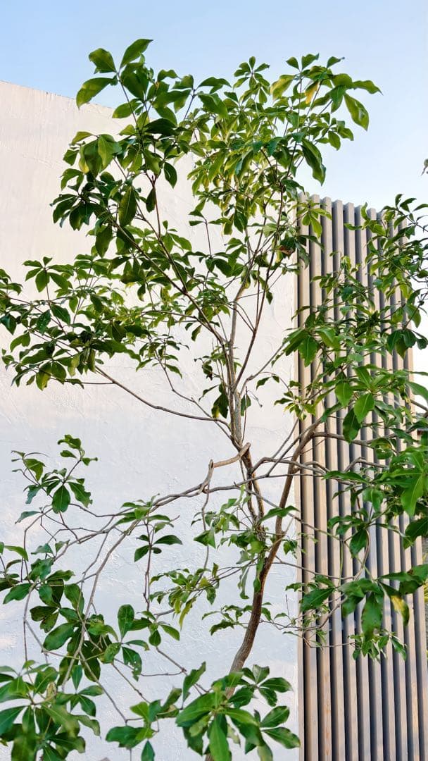 超逸品。山採りアセビ2.5M(鉢底から)品番A