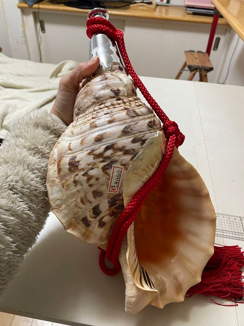 法螺貝　新品未使用　貝殻　標本