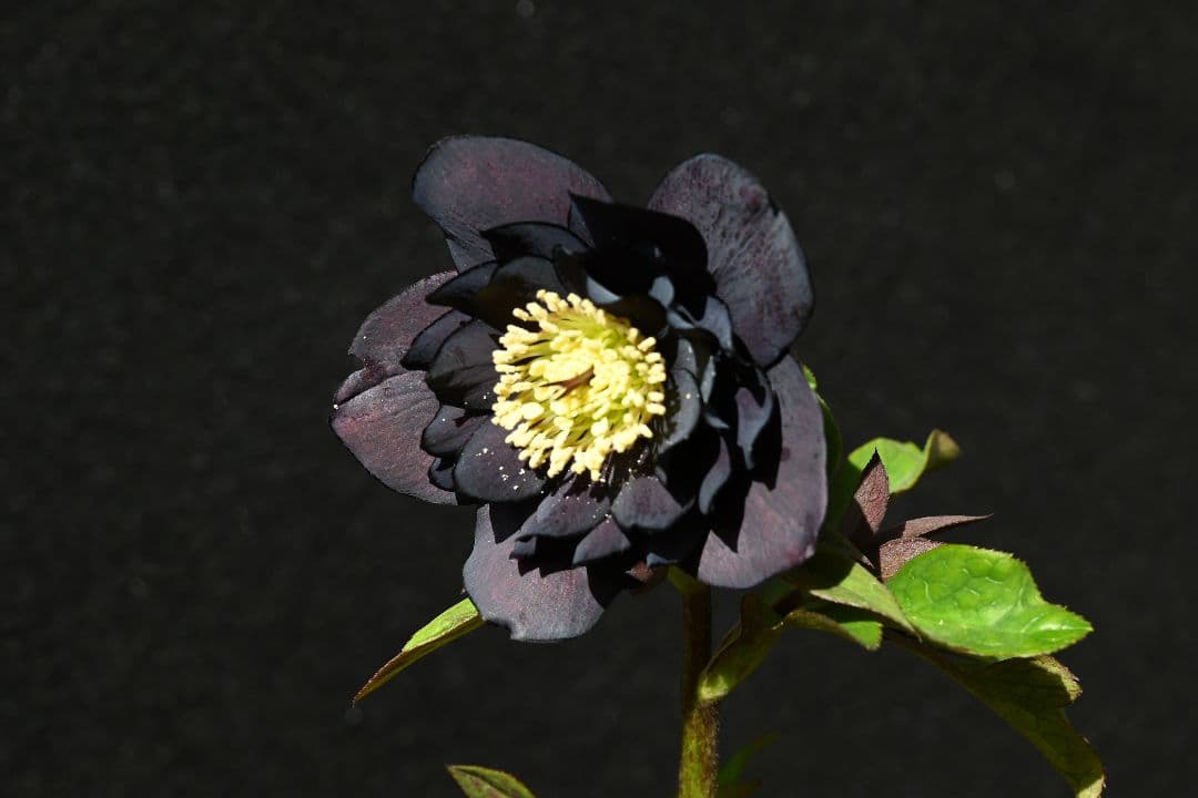 クリスマスローズ　ddブラック　加藤農園