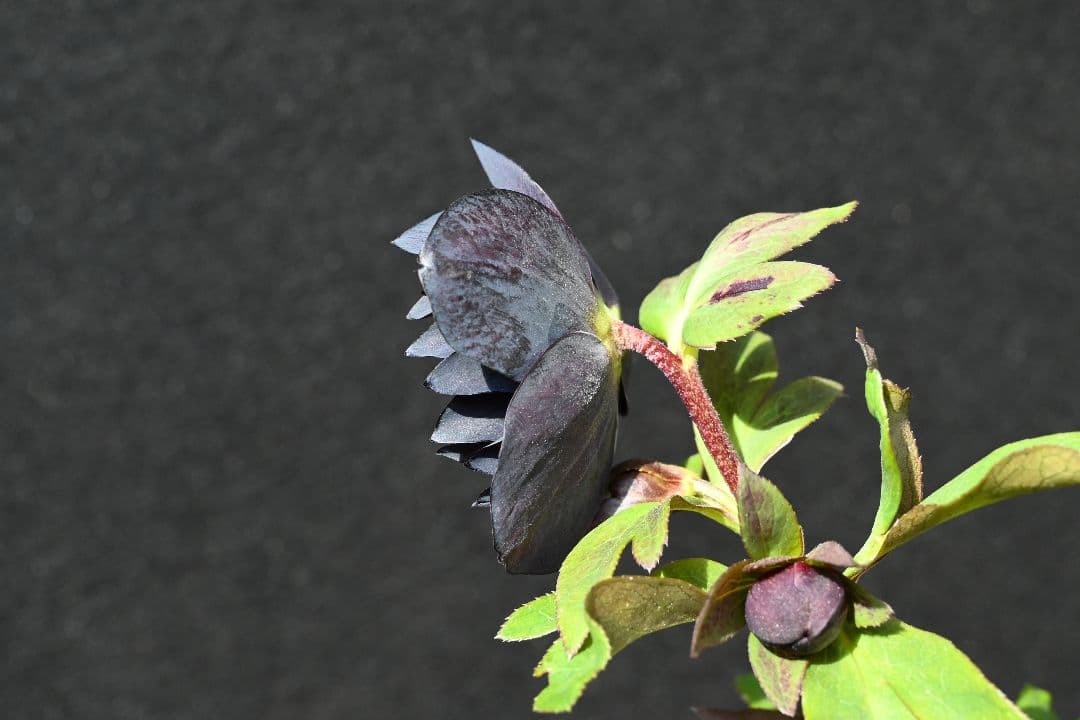 クリスマスローズ　ddブラック　加藤農園