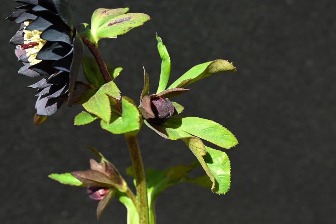 クリスマスローズ　ddブラック　加藤農園