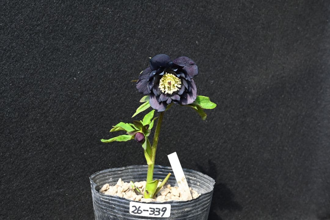 クリスマスローズ　ddブラック　加藤農園