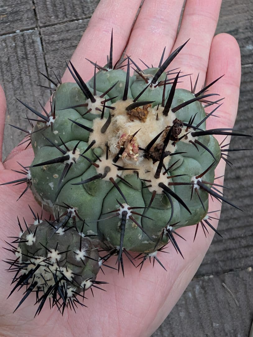 M*9様 【特選】コピアポア　シネレア　黒王丸③