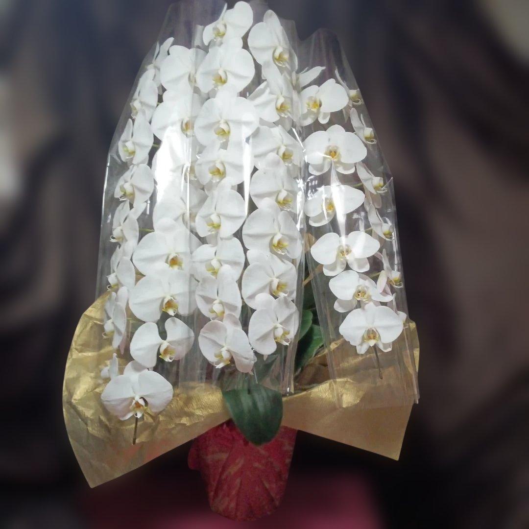 胡蝶蘭　生花　花鉢　3本立ちロング