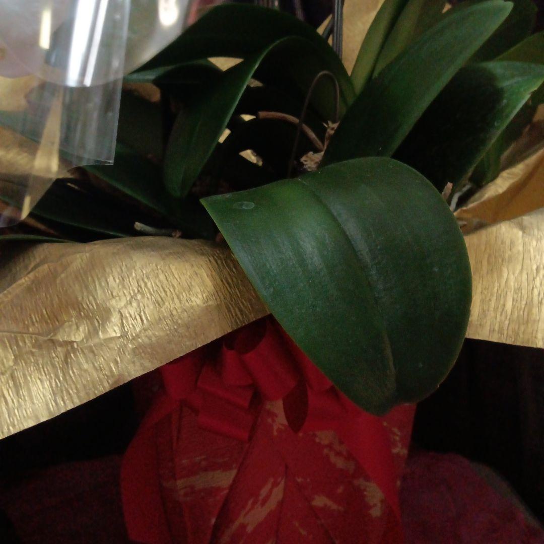 胡蝶蘭　生花　花鉢　3本立ちロング