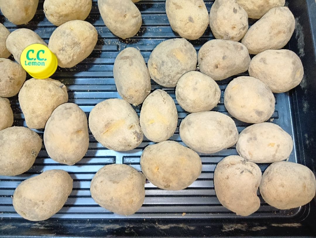 10kg m206 インカのめざめ 種芋