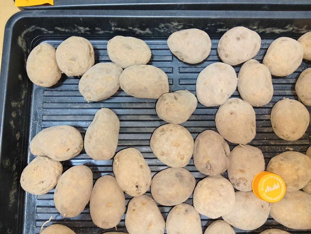 10kg m206 インカのめざめ 種芋