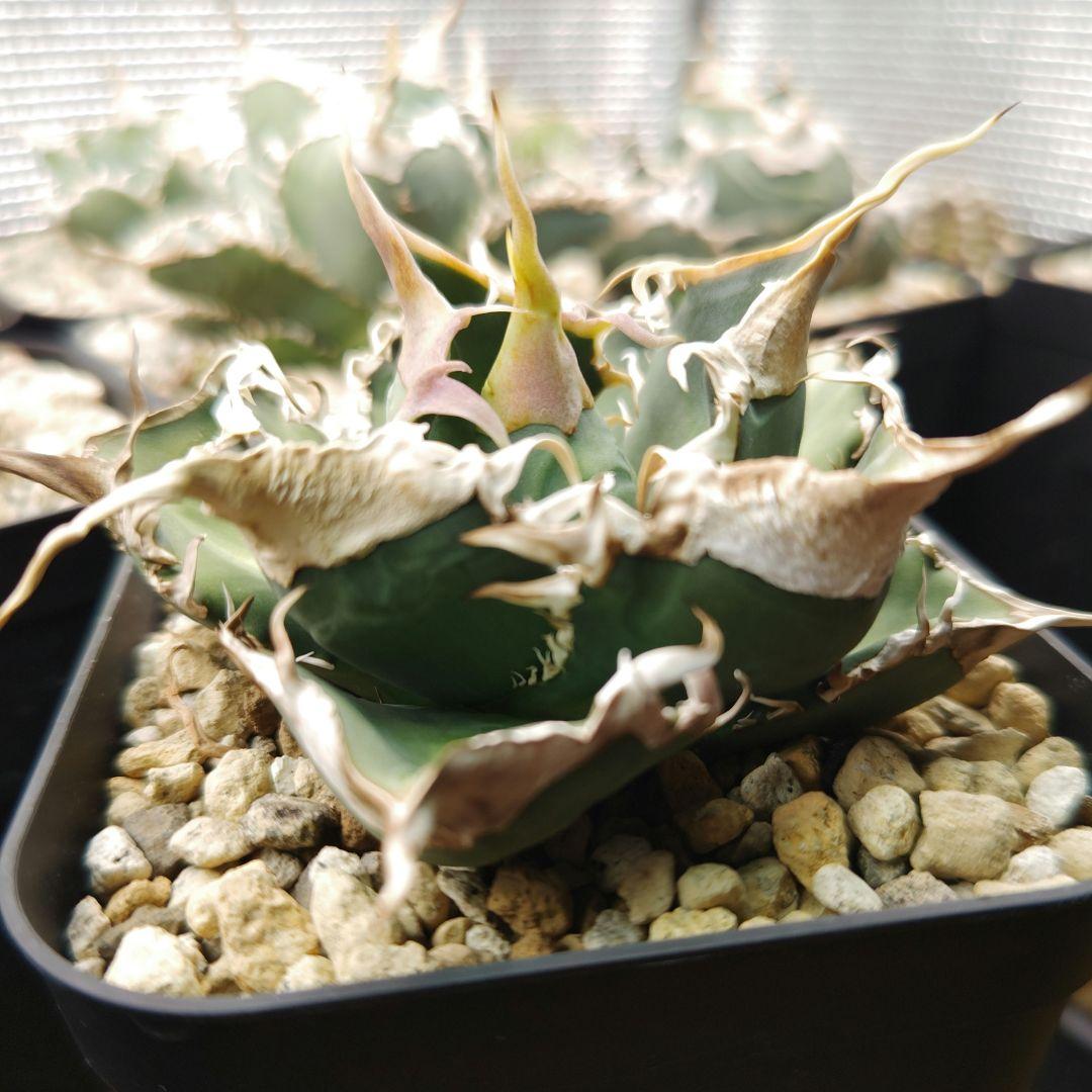 アガベ　チタノタ　緑幽霊（レーサー）親株