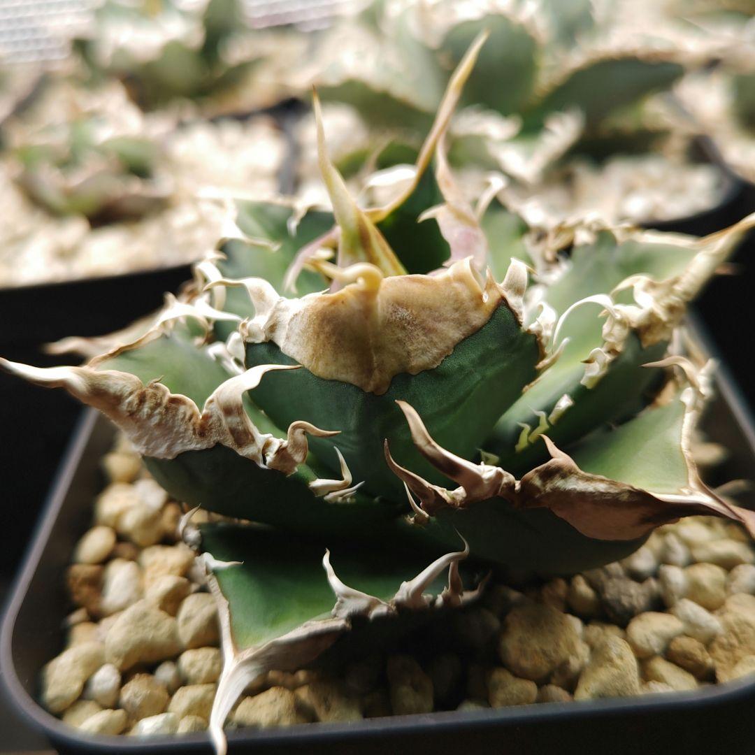 アガベ　チタノタ　緑幽霊（レーサー）親株