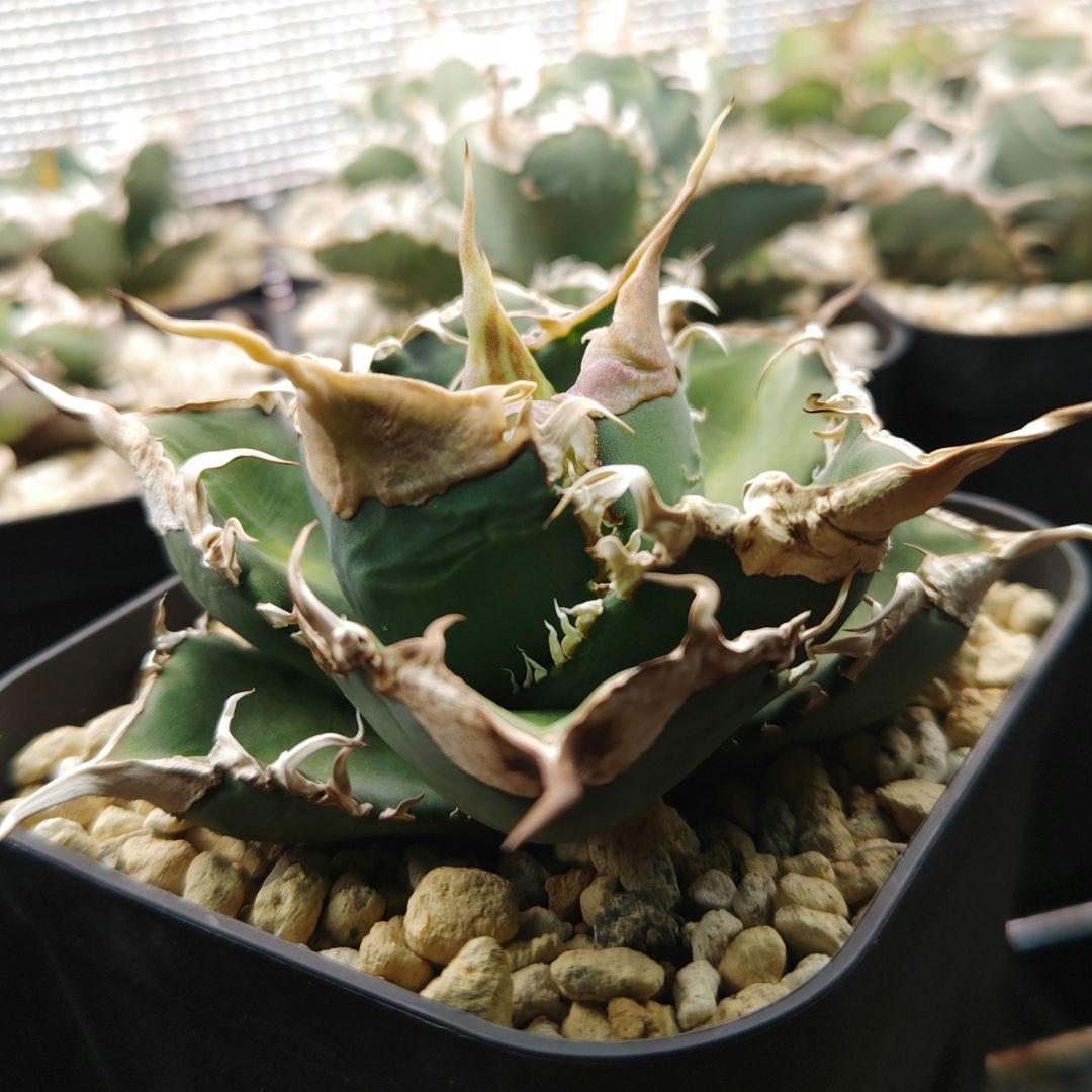 アガベ　チタノタ　緑幽霊（レーサー）親株