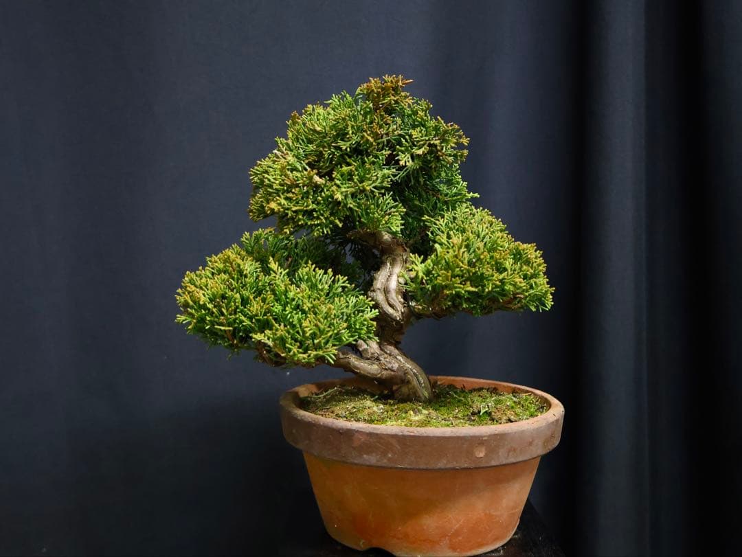 K*K様 フォロワー300人記念オークション 糸魚川真柏　葉性抜群　素材小品盆栽