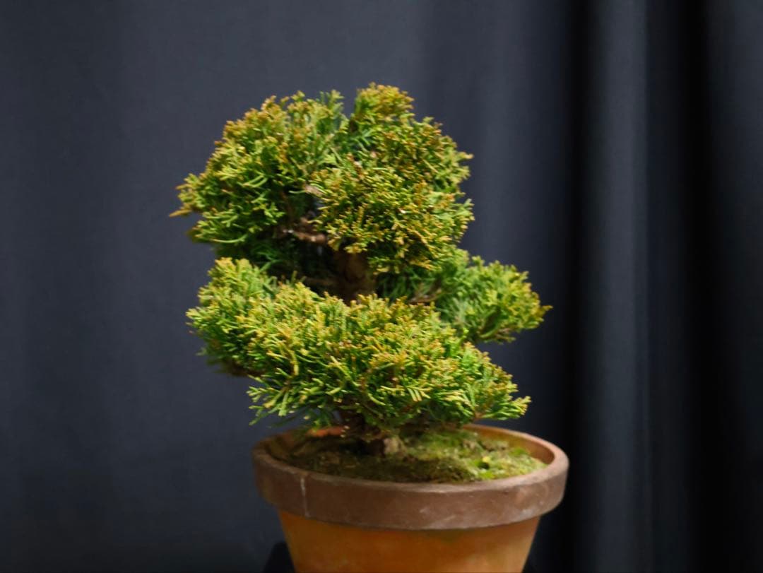 K*K様 フォロワー300人記念オークション 糸魚川真柏　葉性抜群　素材小品盆栽