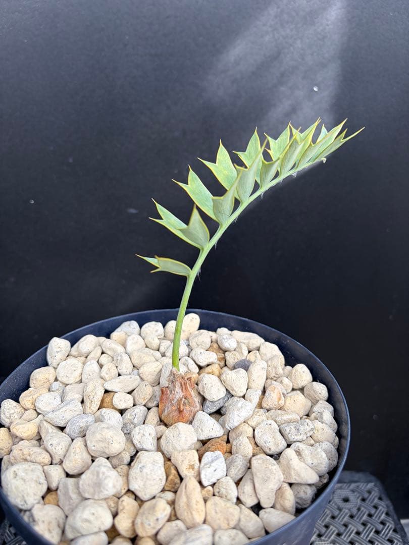 【南ア産・発根済】エンセファラルトス・ホリダス 約2cm｜No4-7