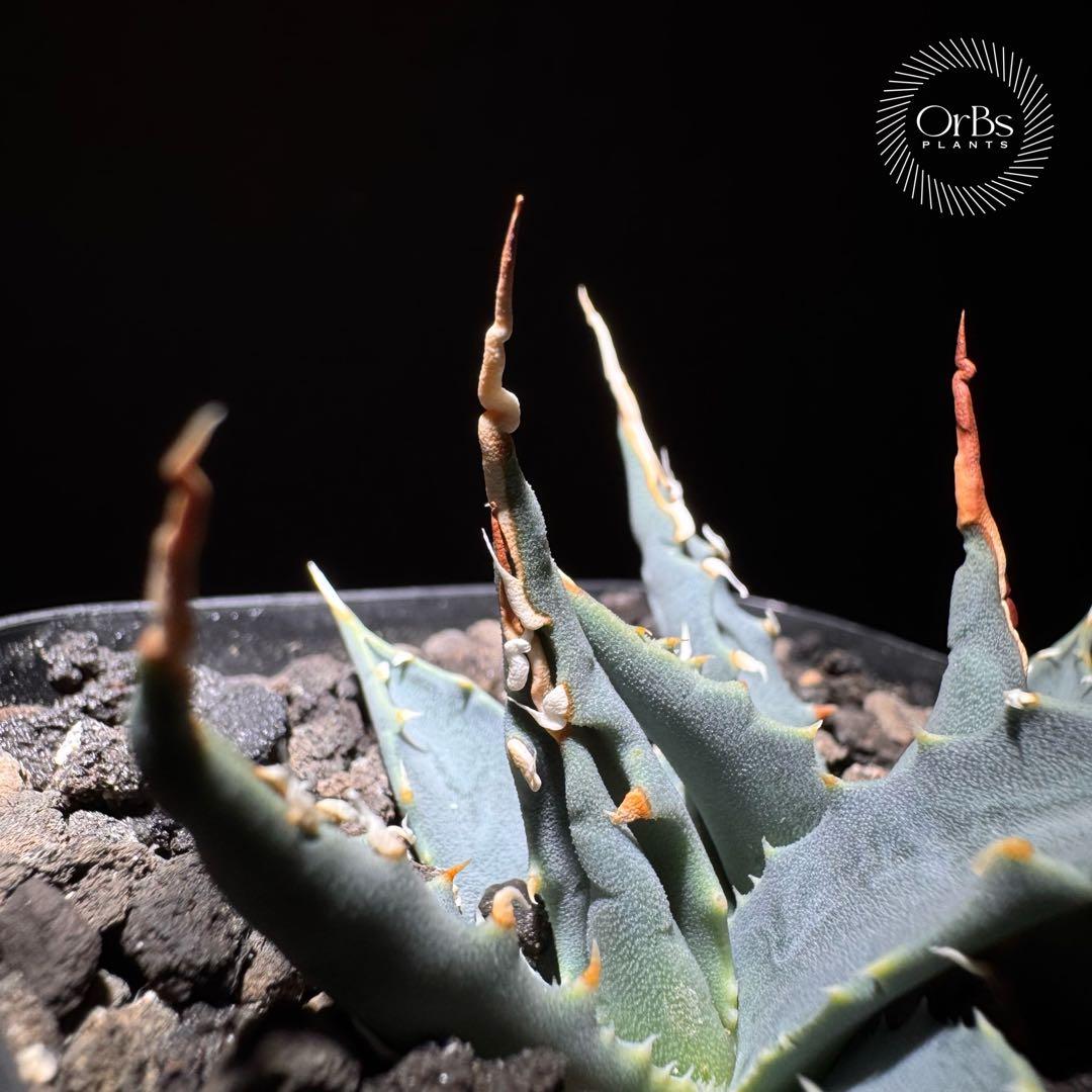 【実生】アガベ ユタエンシス エボリスピナ コークスクリュー ダブルヘッド 陽炎