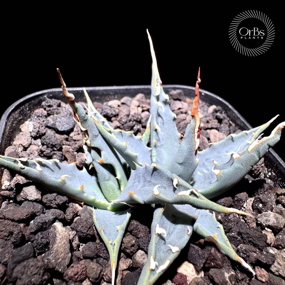 【実生】アガベ ユタエンシス エボリスピナ コークスクリュー ダブルヘッド 陽炎