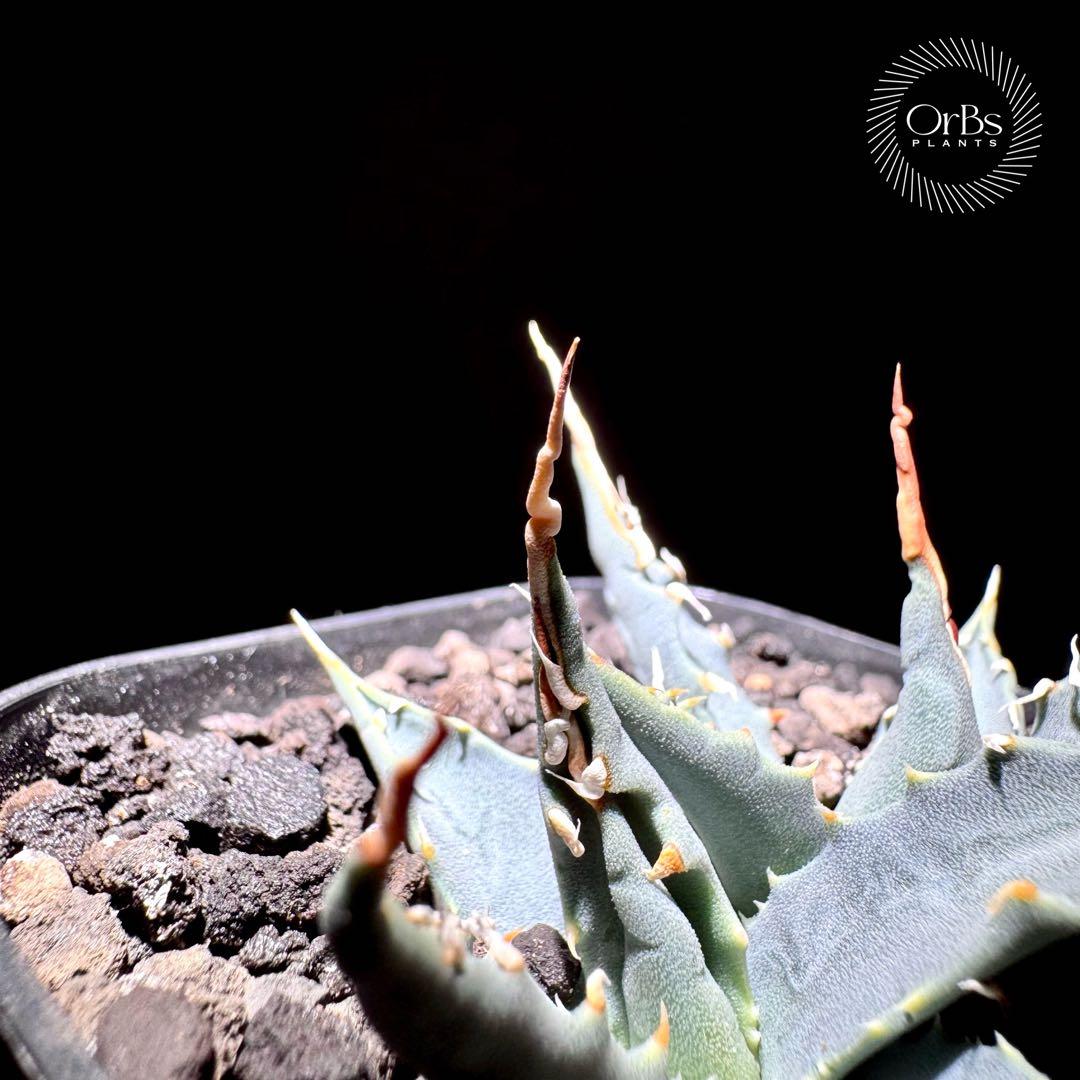 【実生】アガベ ユタエンシス エボリスピナ コークスクリュー ダブルヘッド 陽炎