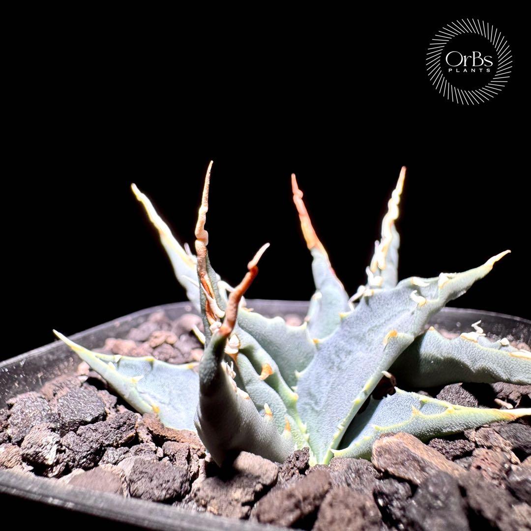 【実生】アガベ ユタエンシス エボリスピナ コークスクリュー ダブルヘッド 陽炎