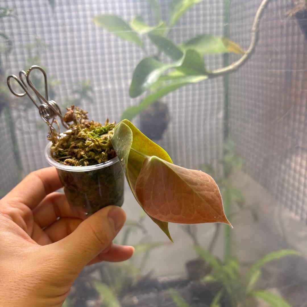 ceratostema pendens １　着生ツツジ