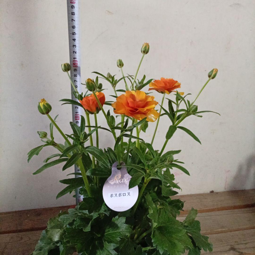 希少品種ラナンキュラスラックス ポスポロス 鉢花5号　55ｃｍ　現物発送