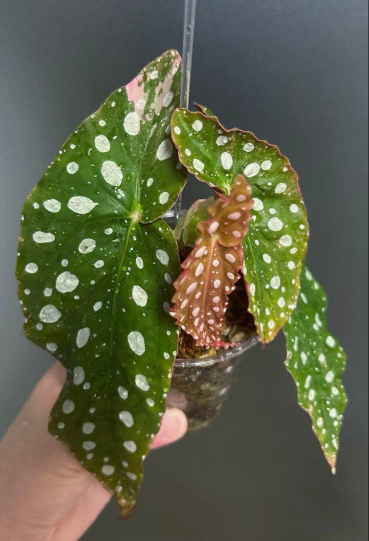 【希少】 ベゴニア　マクラータ　斑入り　ピンク