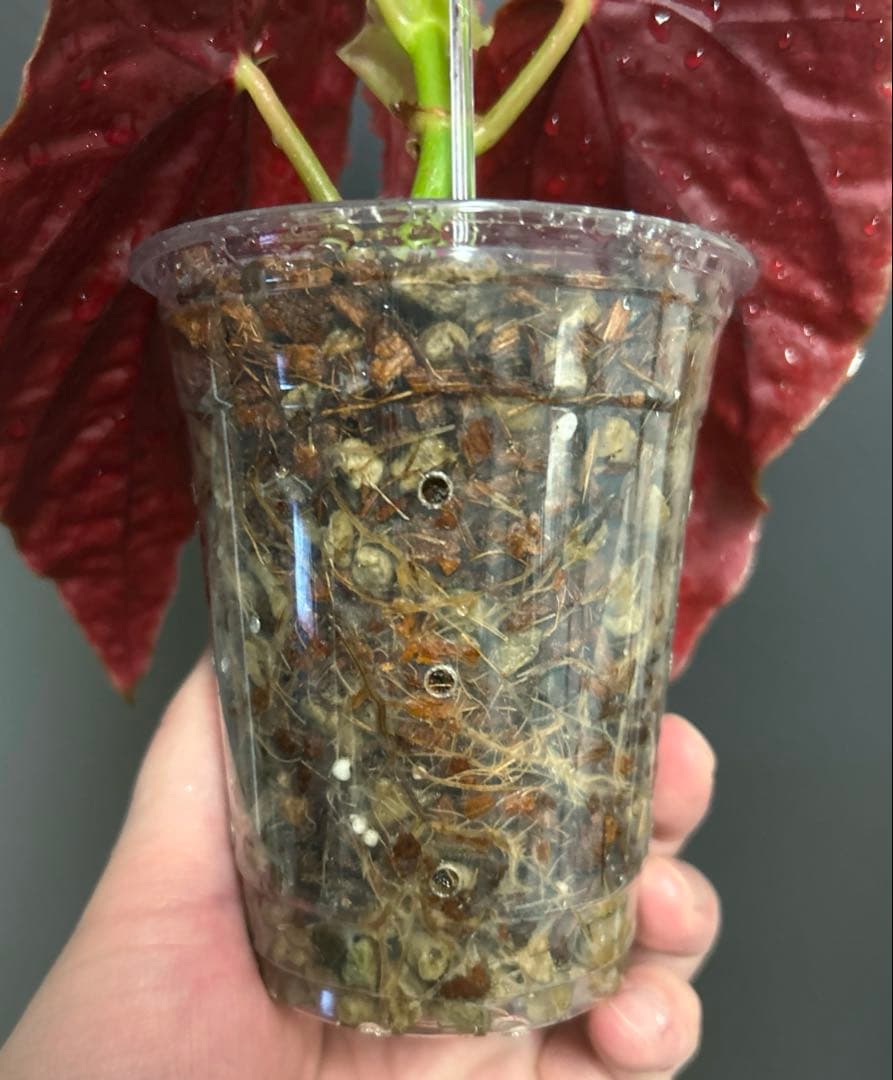 【希少】 ベゴニア　マクラータ　斑入り　ピンク