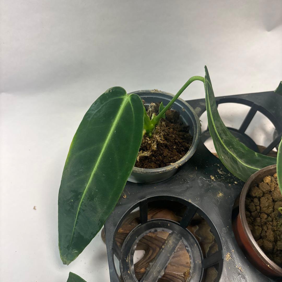 マ*ン様 5株セットms88アンスリウム・ワロクアナム