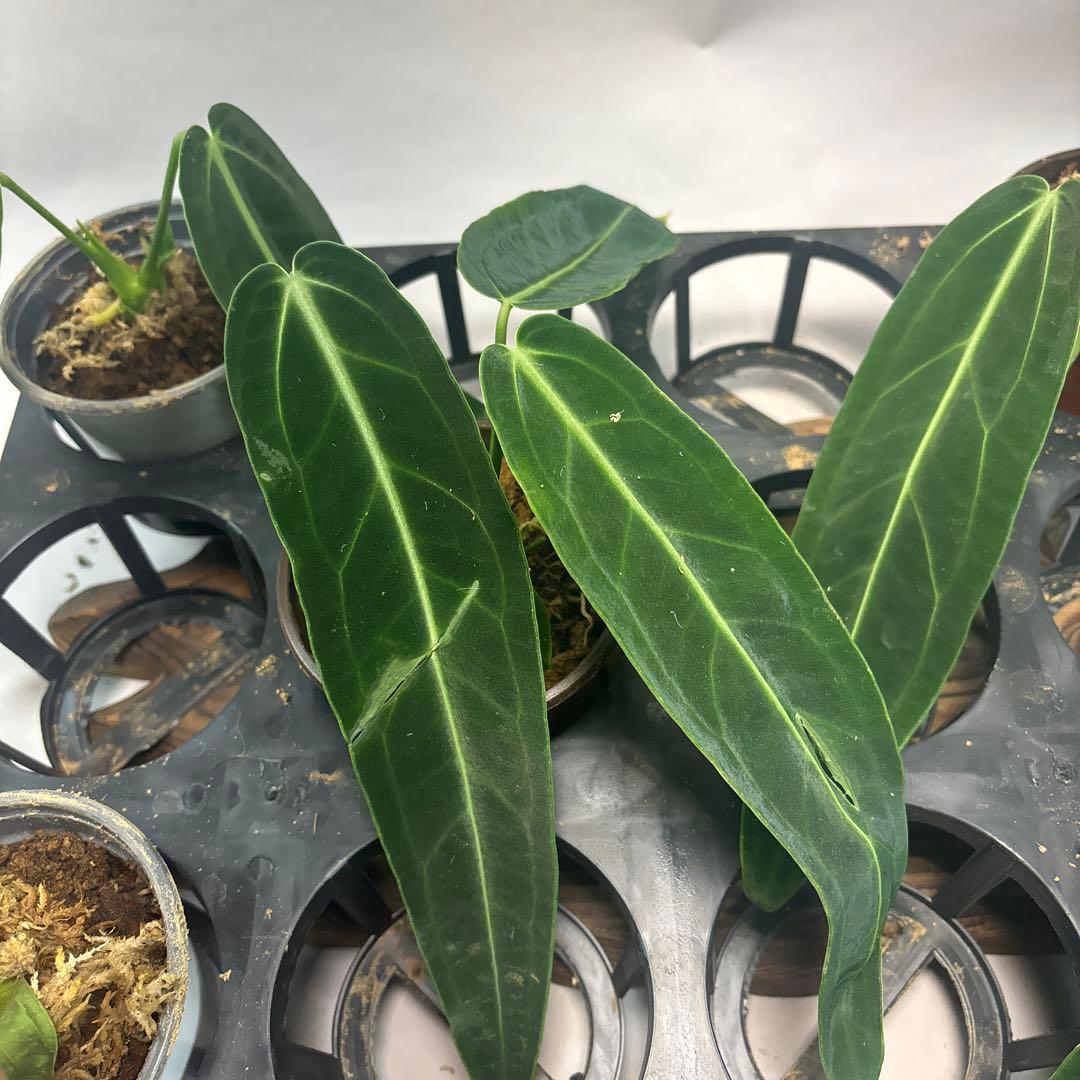 マ*ン様 5株セットms88アンスリウム・ワロクアナム