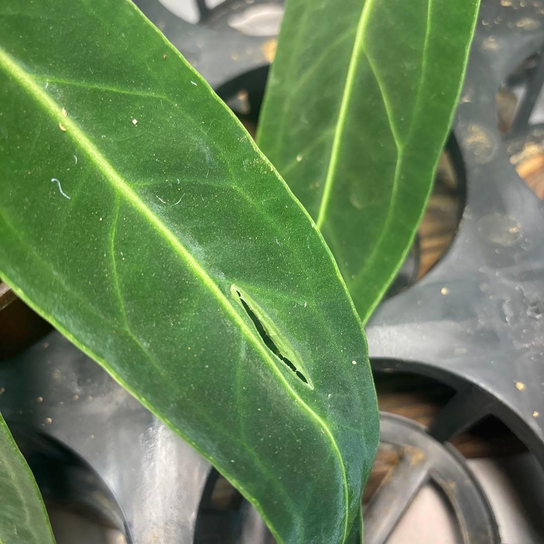 マ*ン様 5株セットms88アンスリウム・ワロクアナム