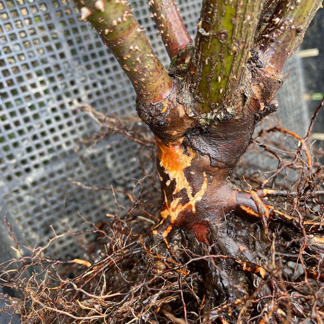 【1.29癌腫無し 即購入可能】【ザスクワイヤー】廃盤ERイングリッシュローズ