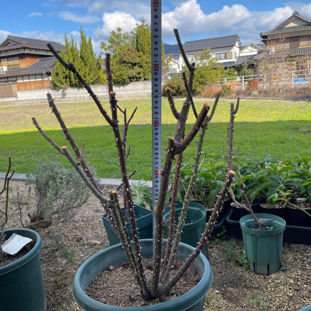 【1.29癌腫無し 即購入可能】【ザスクワイヤー】廃盤ERイングリッシュローズ