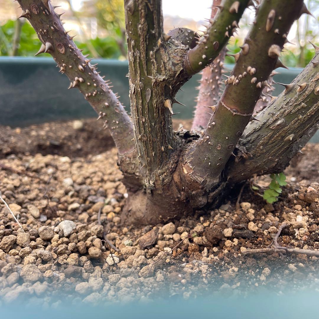 【1.29癌腫無し 即購入可能】【ザスクワイヤー】廃盤ERイングリッシュローズ