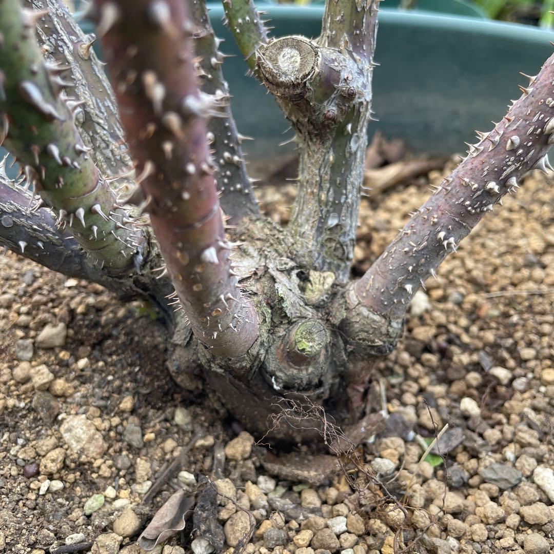 【1.29癌腫無し 即購入可能】【ザスクワイヤー】廃盤ERイングリッシュローズ