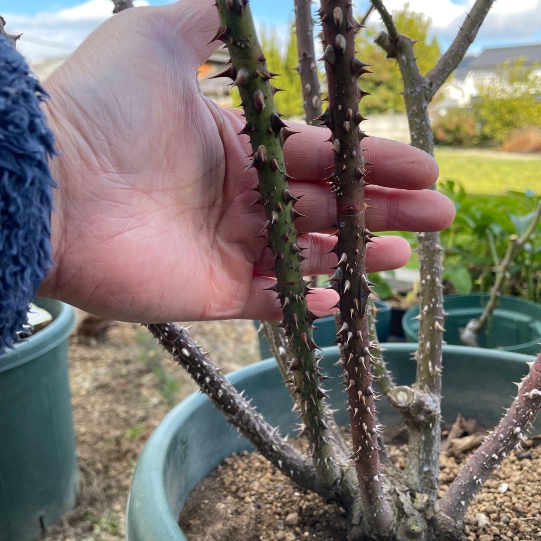 【1.29癌腫無し 即購入可能】【ザスクワイヤー】廃盤ERイングリッシュローズ