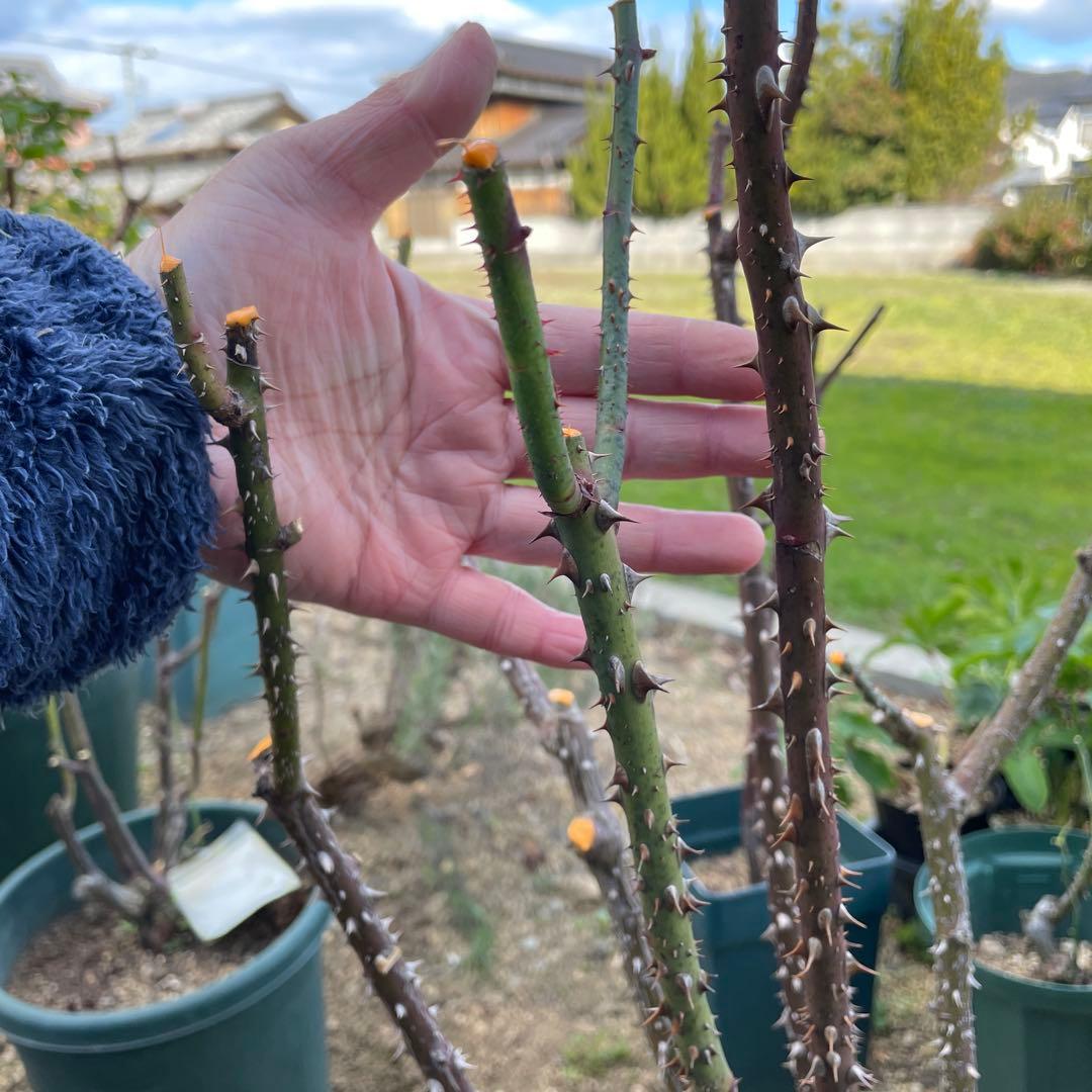 【1.29癌腫無し 即購入可能】【ザスクワイヤー】廃盤ERイングリッシュローズ