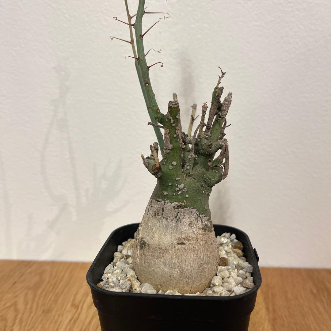 アデニア　スピノーサ　有名店購入