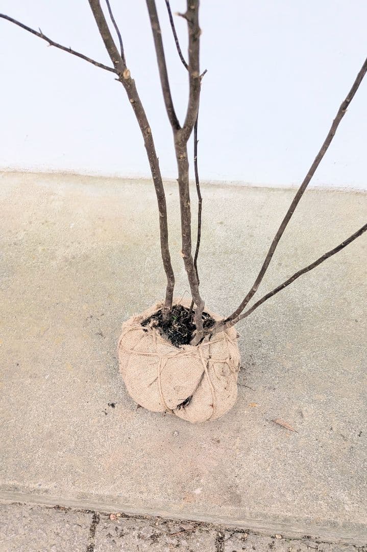 優秀。山採りハイノキ。