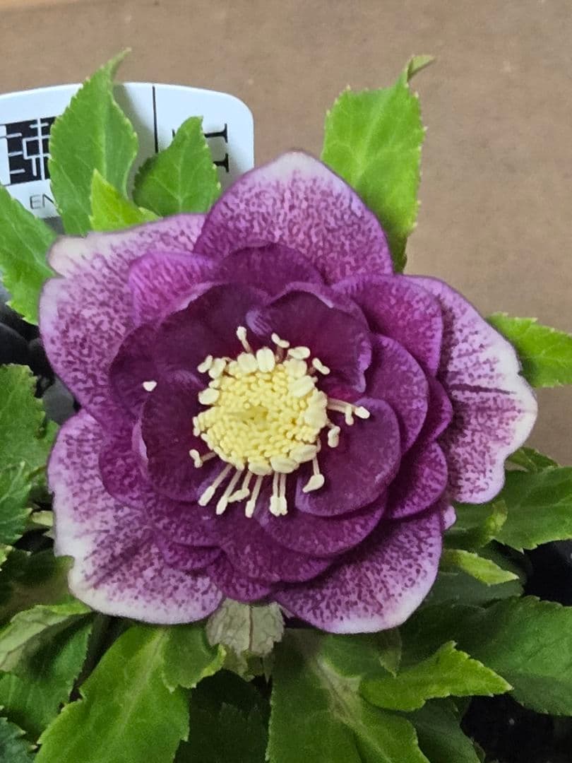 ☆広瀬園芸☆クリスマスローズ☆4.5号鉢☆