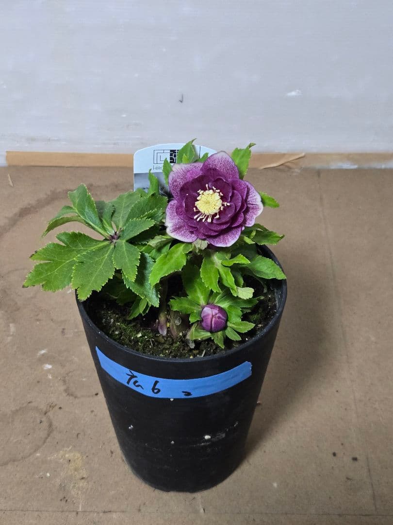 ☆広瀬園芸☆クリスマスローズ☆4.5号鉢☆