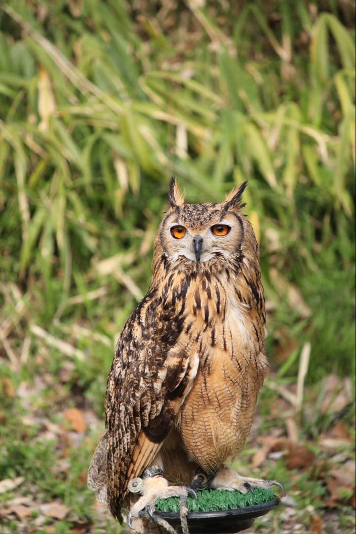 Canon EOS Kiss x4ダブルレンズ デジタル一眼レフセット