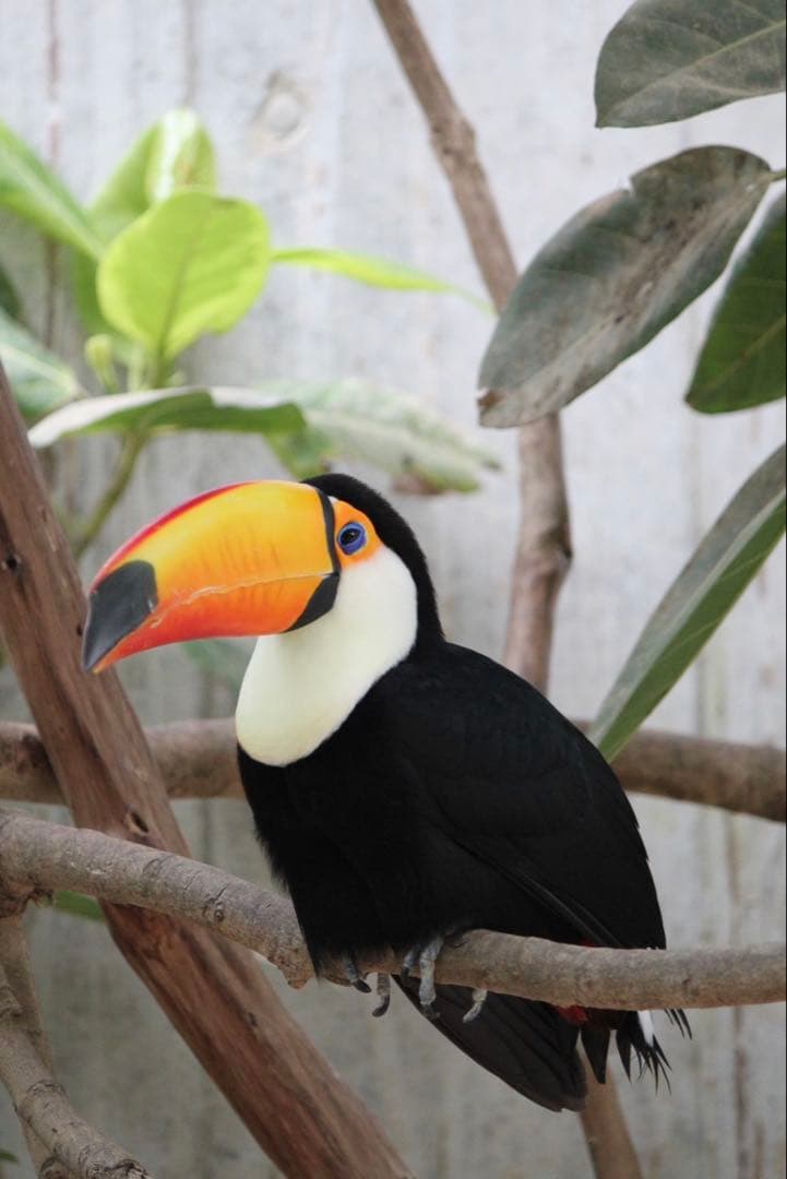 Canon EOS Kiss x4ダブルレンズ デジタル一眼レフセット