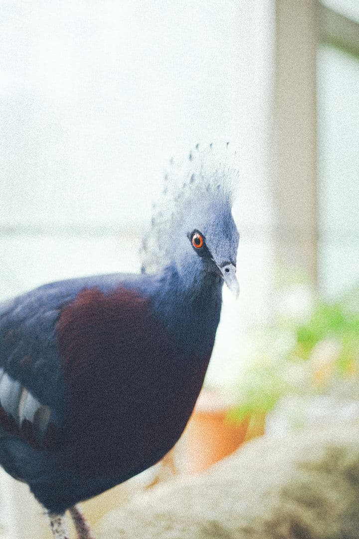 希少　作例あり　Canon 50mm F1.8 レンズ 日本製　初代撒き餌レンズ