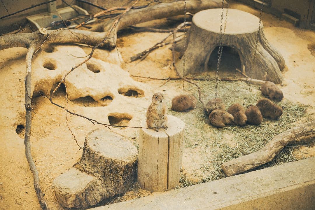 希少　作例あり　Canon 50mm F1.8 レンズ 日本製　初代撒き餌レンズ