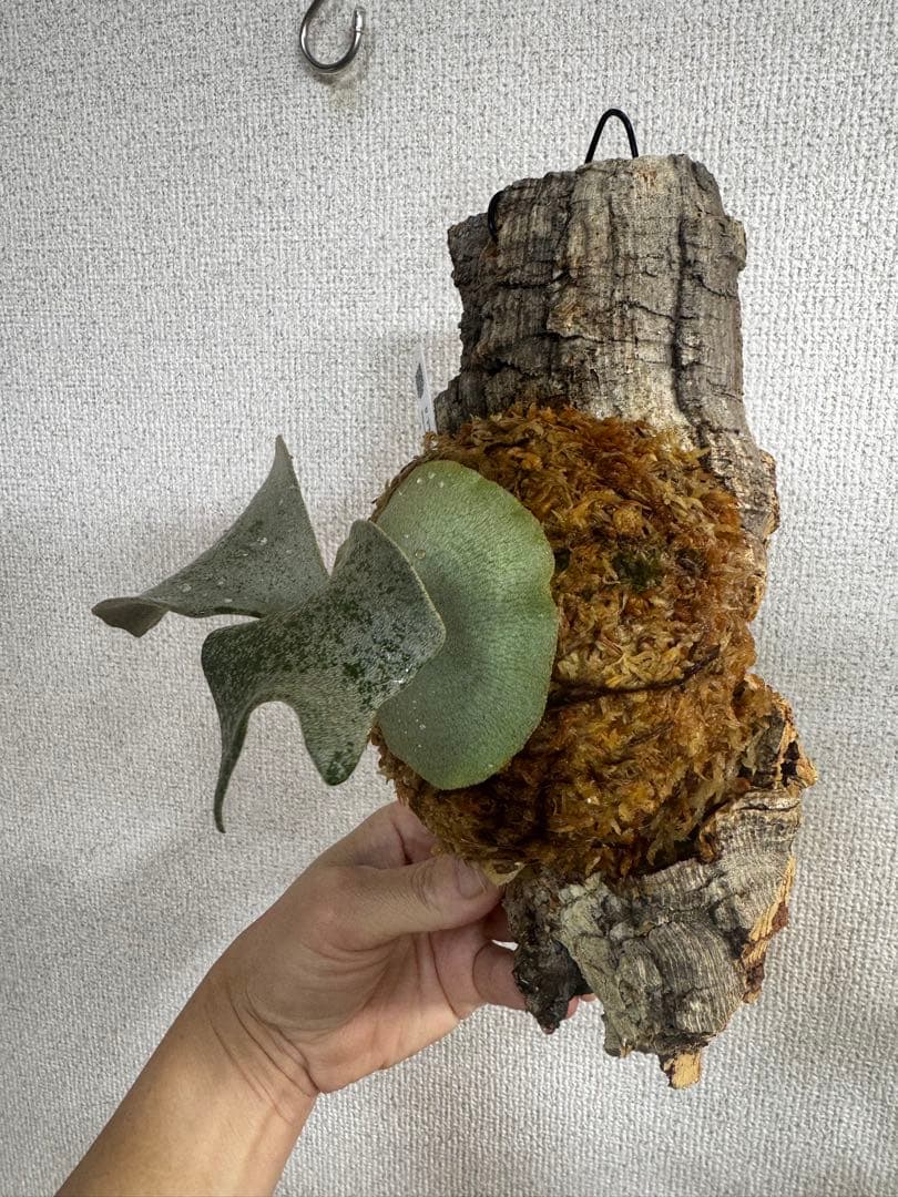 P. FWSQ FW ビカクシダ　OC株　株分　コルク 長期養生株