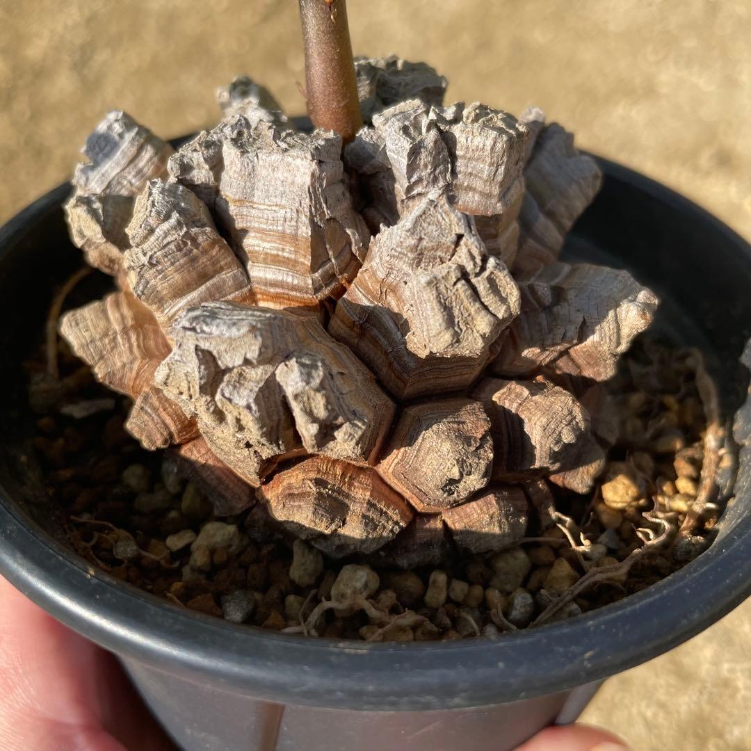 亀甲竜　4号鉢　ディオスコレア　塊根植物　観葉植物