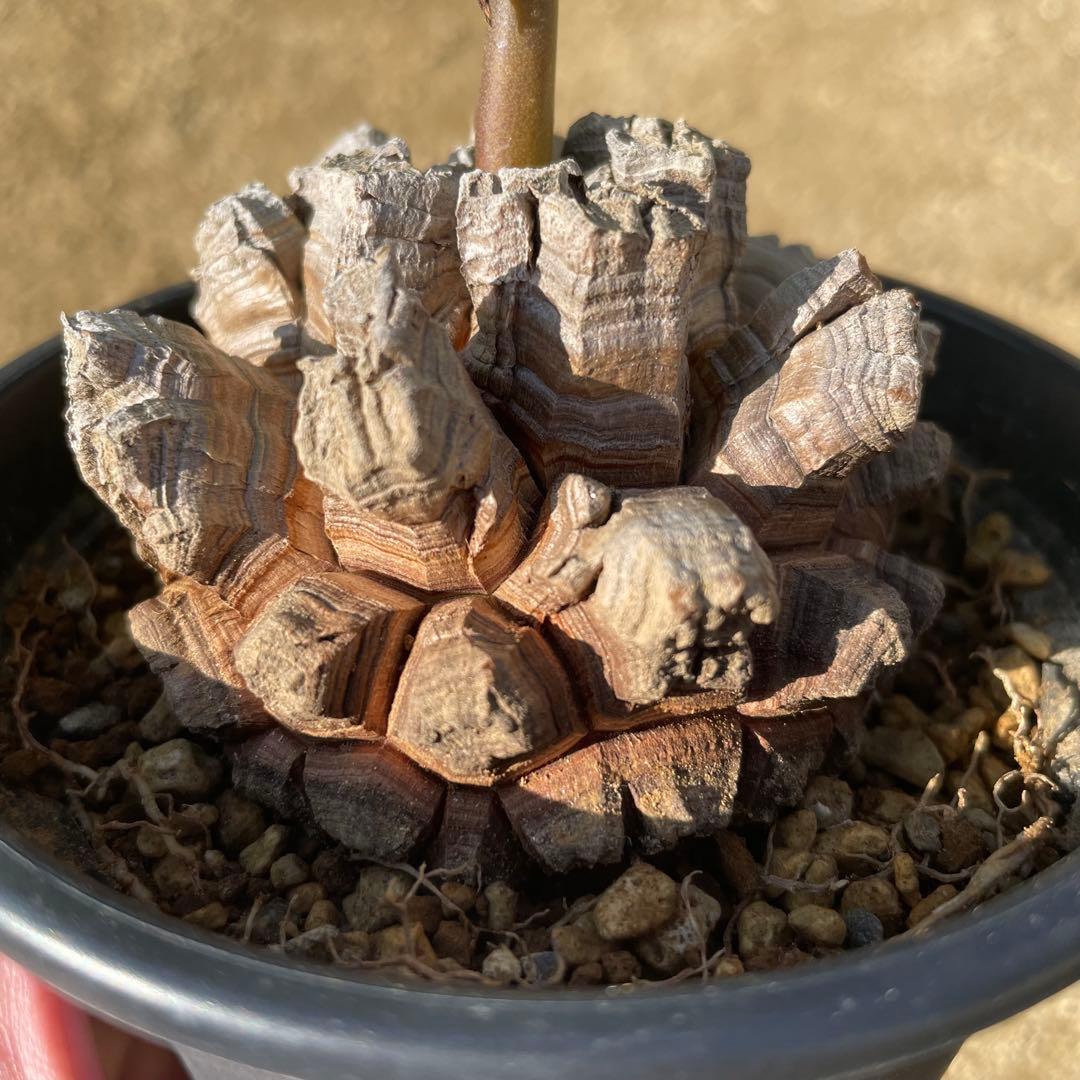 亀甲竜　4号鉢　ディオスコレア　塊根植物　観葉植物