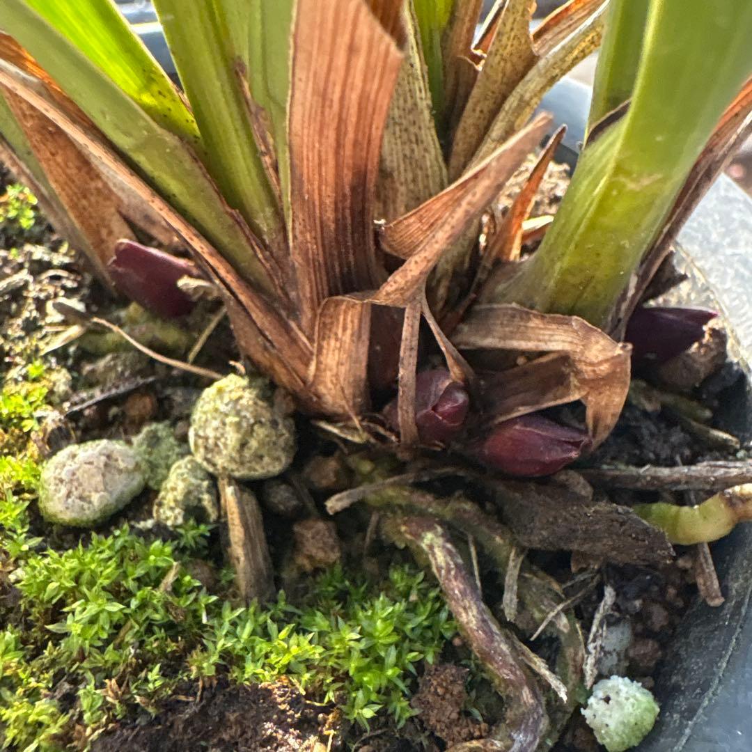 キンリョウヘン原種　2鉢セット　花芽計8付