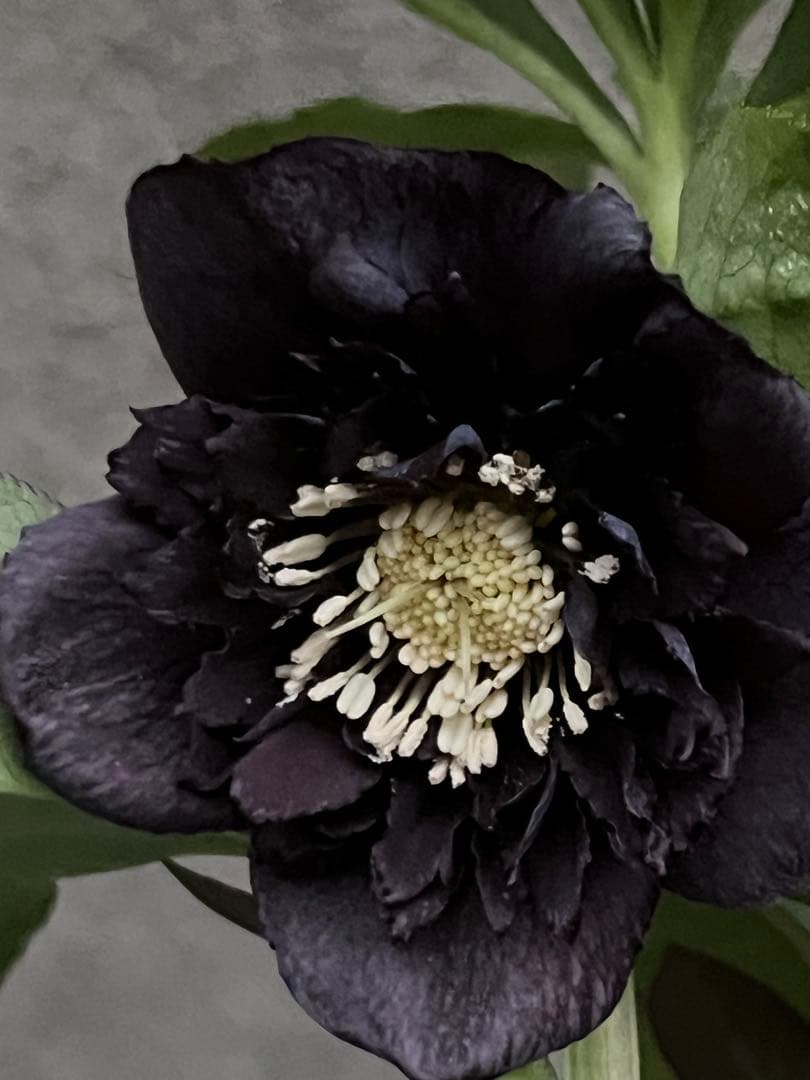 クリスマスローズ　漆黒　レア