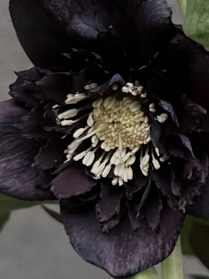 クリスマスローズ　漆黒　レア