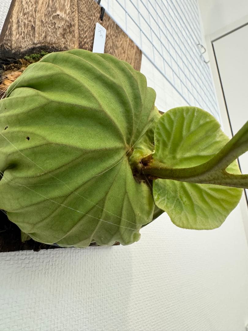 リドレイ　パカラン　スポア